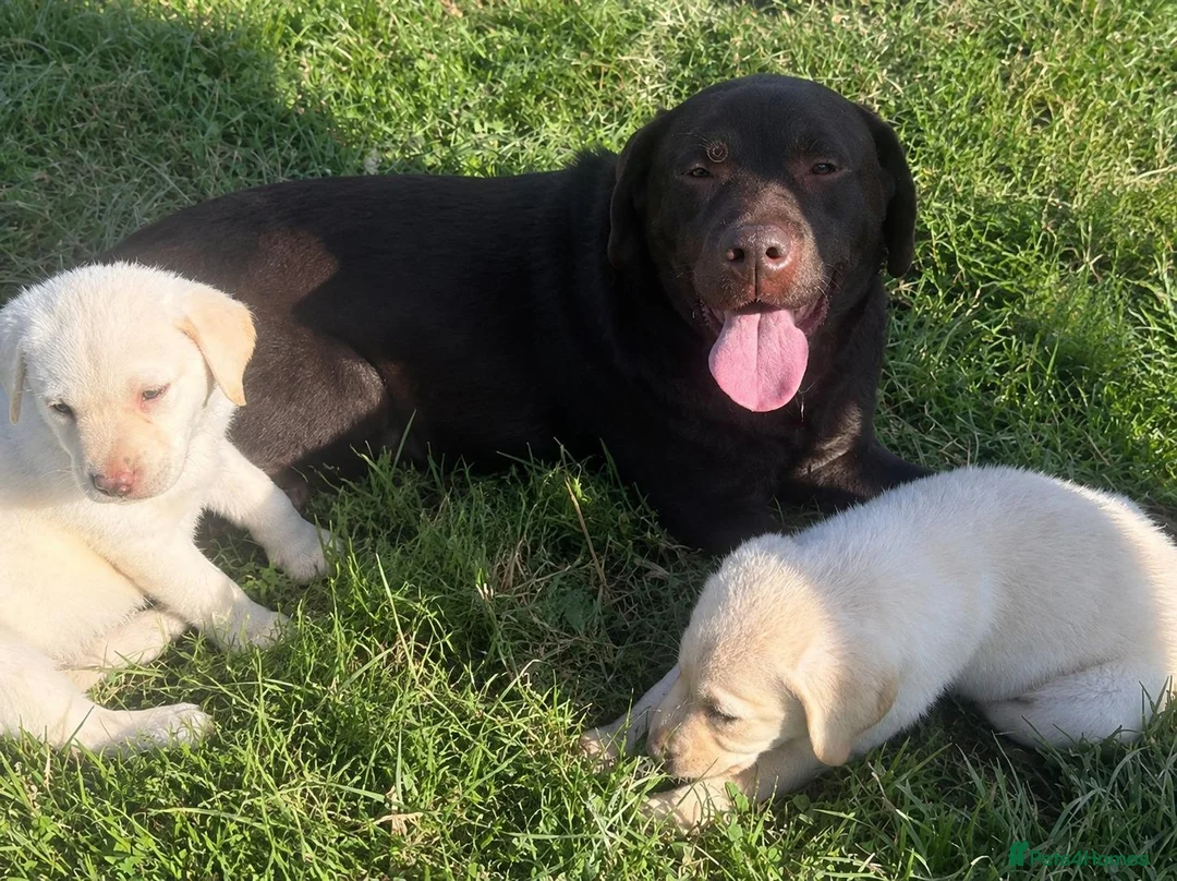 Labrador Retriever dogs for sale: cream Labrador Retriever puppies available  in Manchester - Advert 3