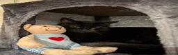 Domestic Shorthair cats for sale: Rescued cat looking for home - Advert 4