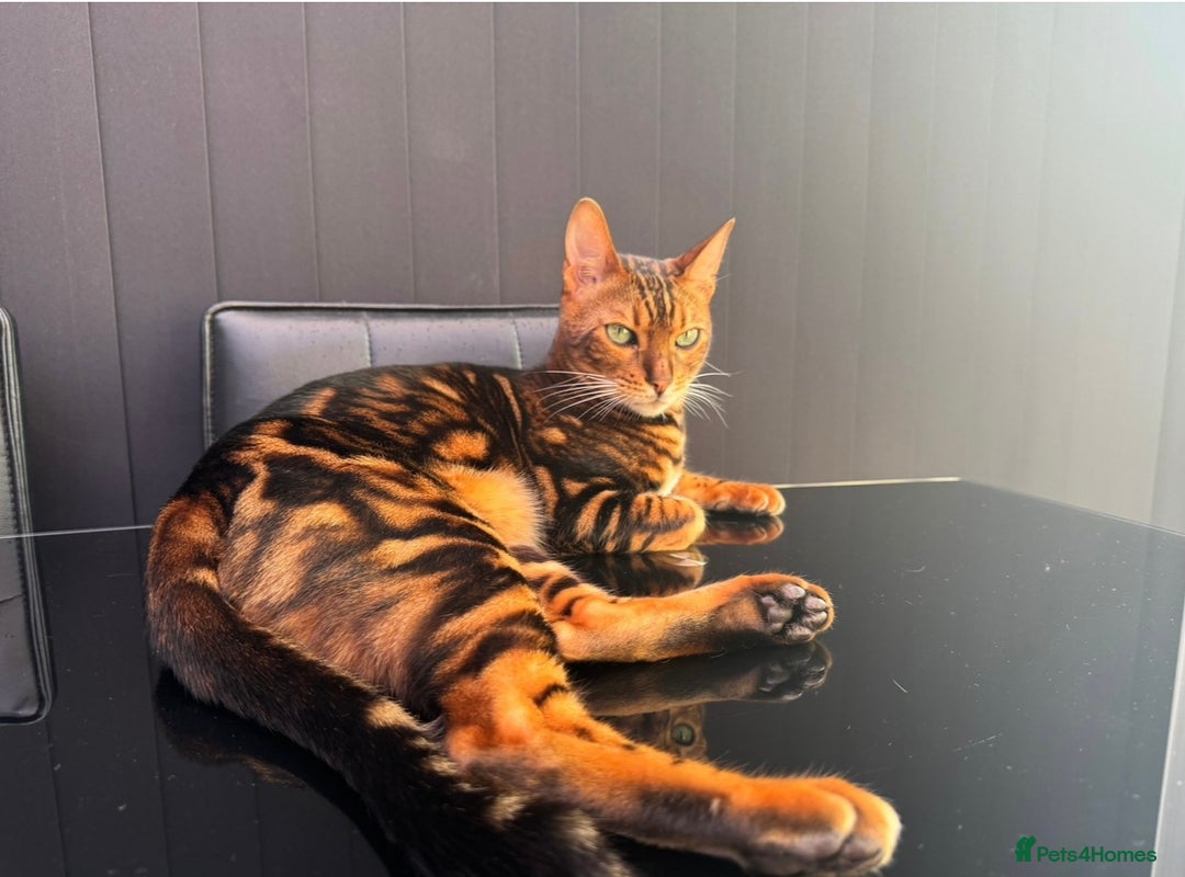 Bengal cats for sale: Top quality pure Marble Bengal kitten available  in Watford - Image 1