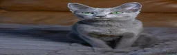 Russian Blue cats for sale: TICA Registered - Russian Blue Kittens - Advert 1