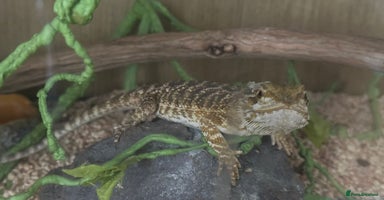 Bearded Dragon reptiles - Advert 4