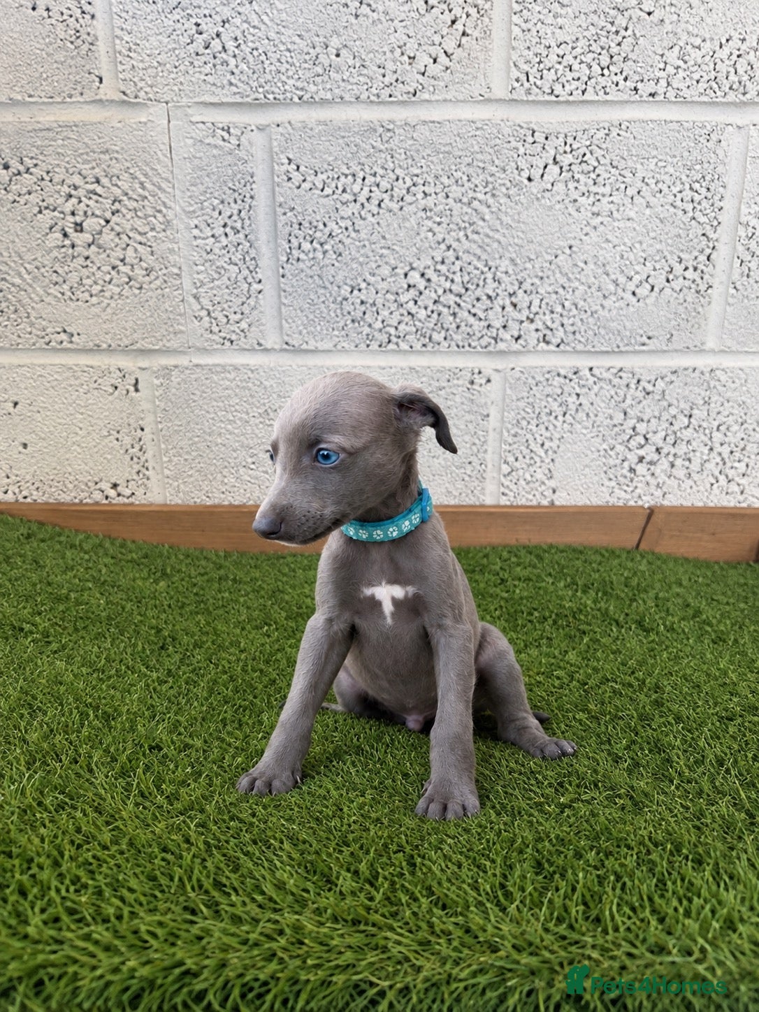 Whippet dogs Whippet puppies - Advert 1