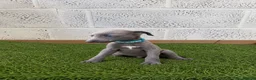 Whippet dogs for sale: Whippet puppies in Wisbech - Advert 1