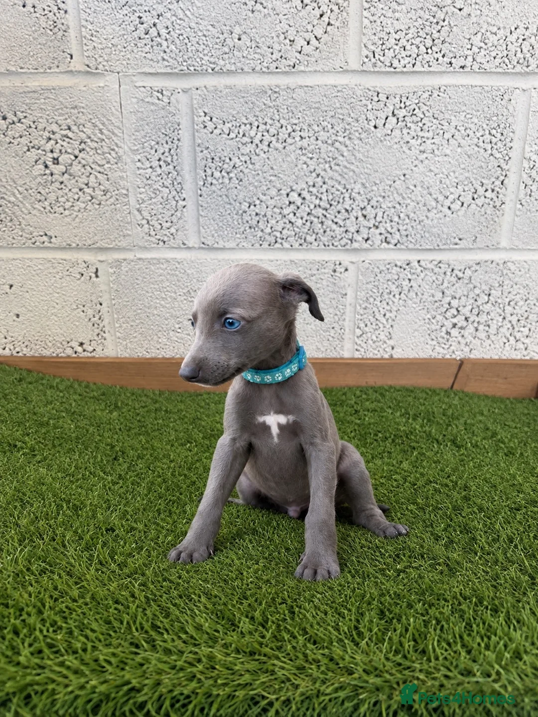 Whippet dogs for sale: Whippet puppies in Wisbech - Advert 1