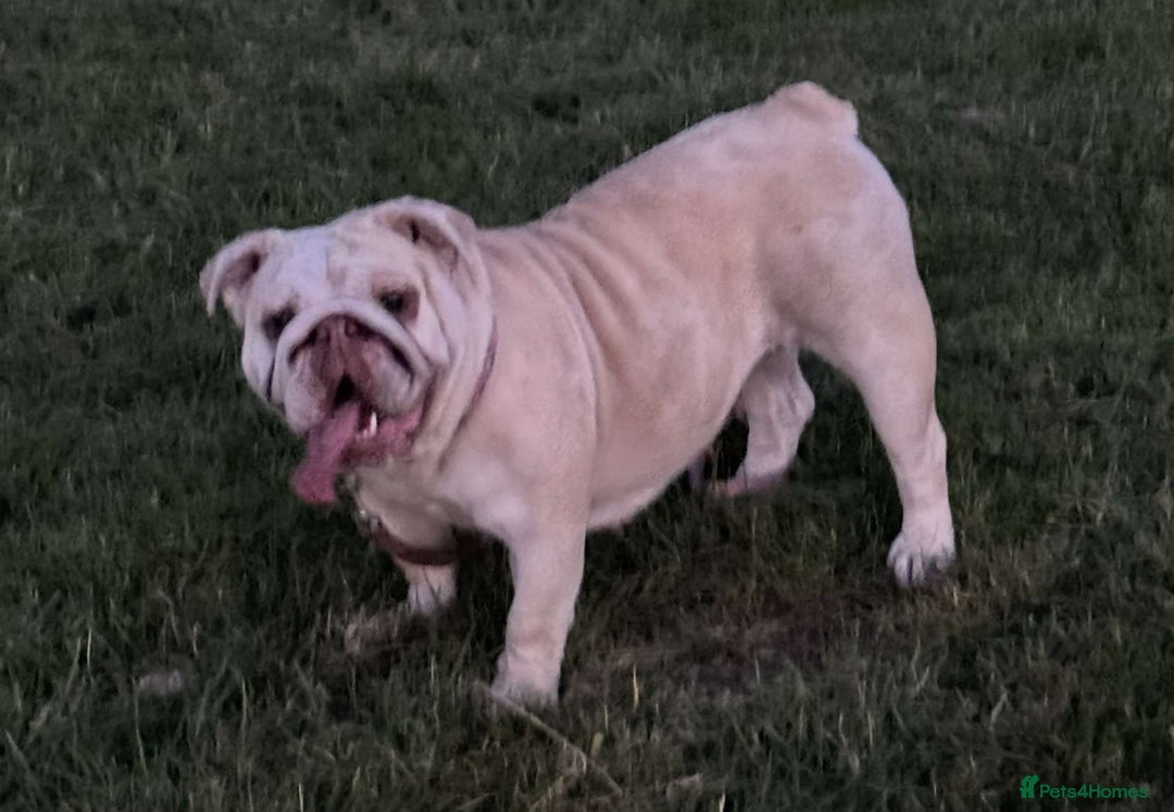 English Bulldog dogs for sale: 6 beautiful DWKC pups for sale  - Image 13