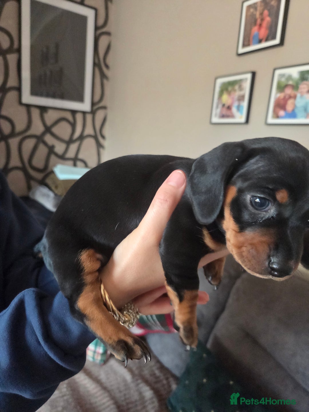 Dachshund dogs for sale: Dashunds  - Advert 15