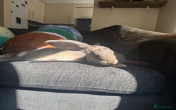 Continental Giant rabbits for sale: 2 Pure Bred Giant Rabbits  - Image 4
