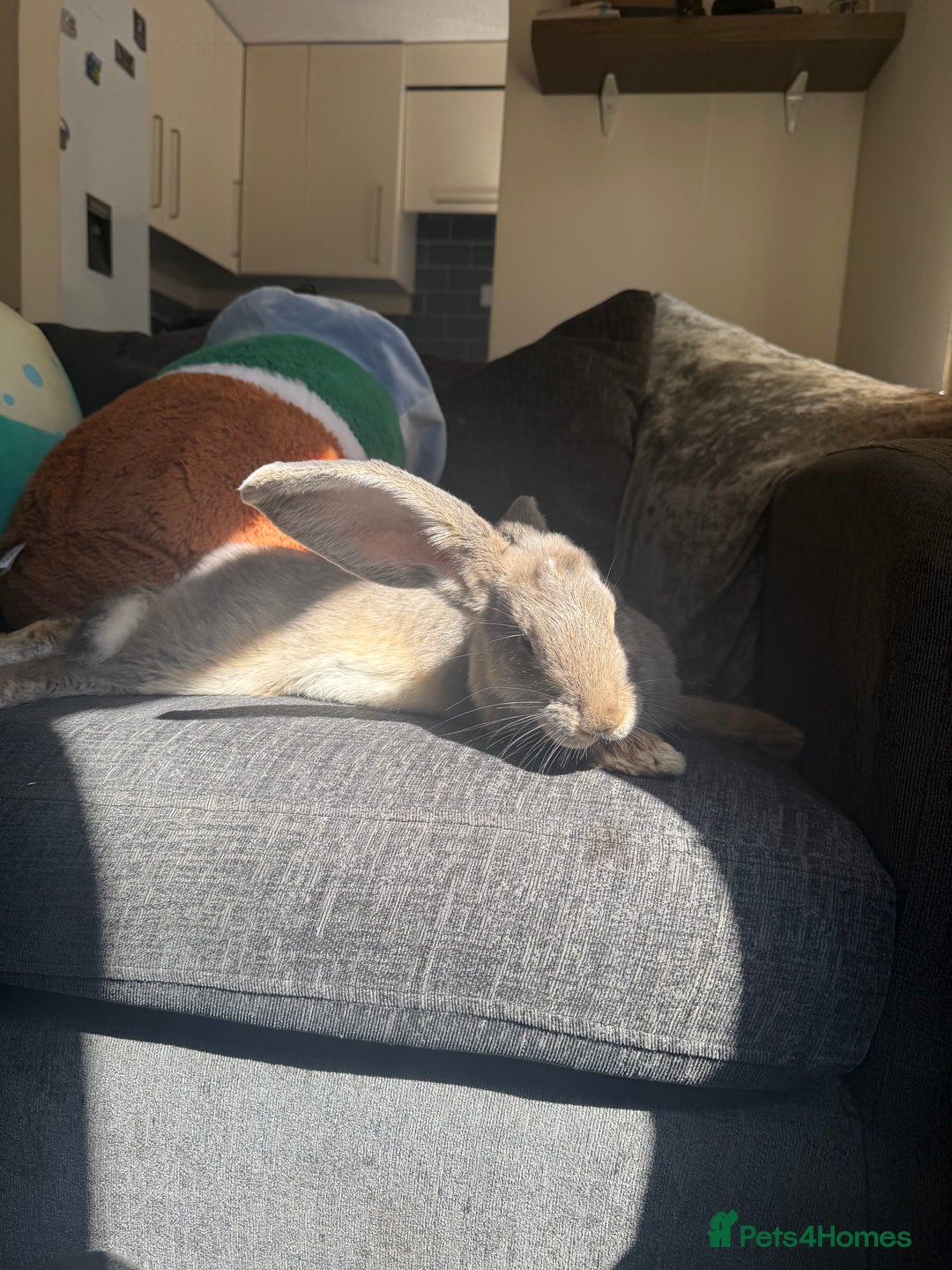 Continental Giant rabbits for sale: 2 Pure Bred Giant Rabbits  - Image 4