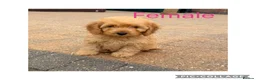 Cockapoo dogs for sale: F1 cockapoos - Advert 6