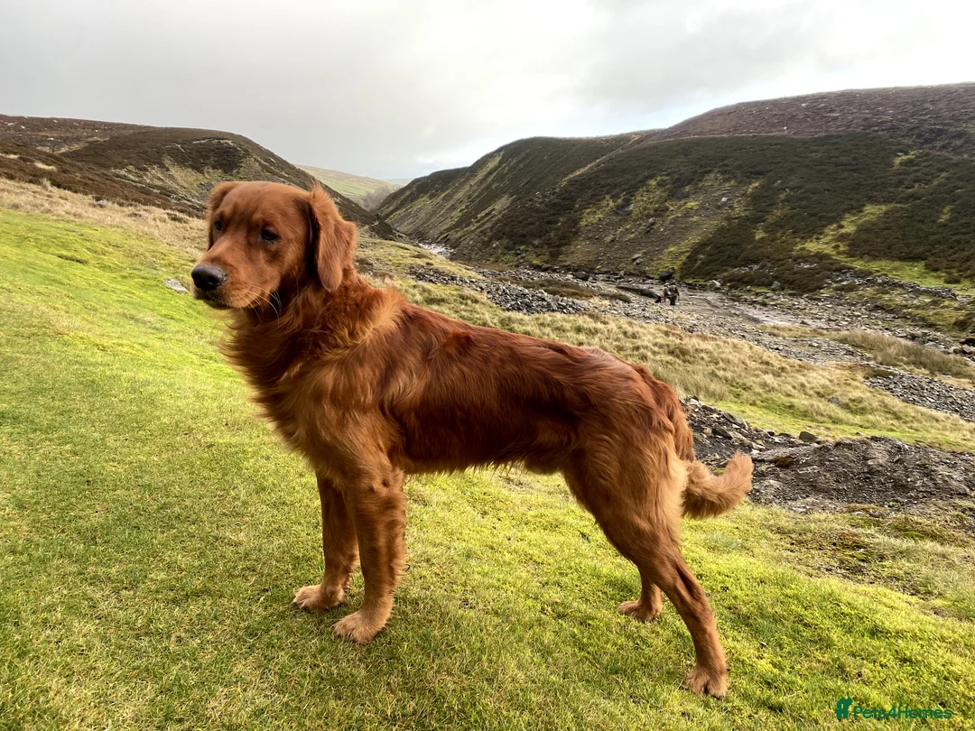 Golden Retriever dogs for stud: STUNNING RED STUD DOG, FULLY HEALTH TESTED in Bristol - Advert 7