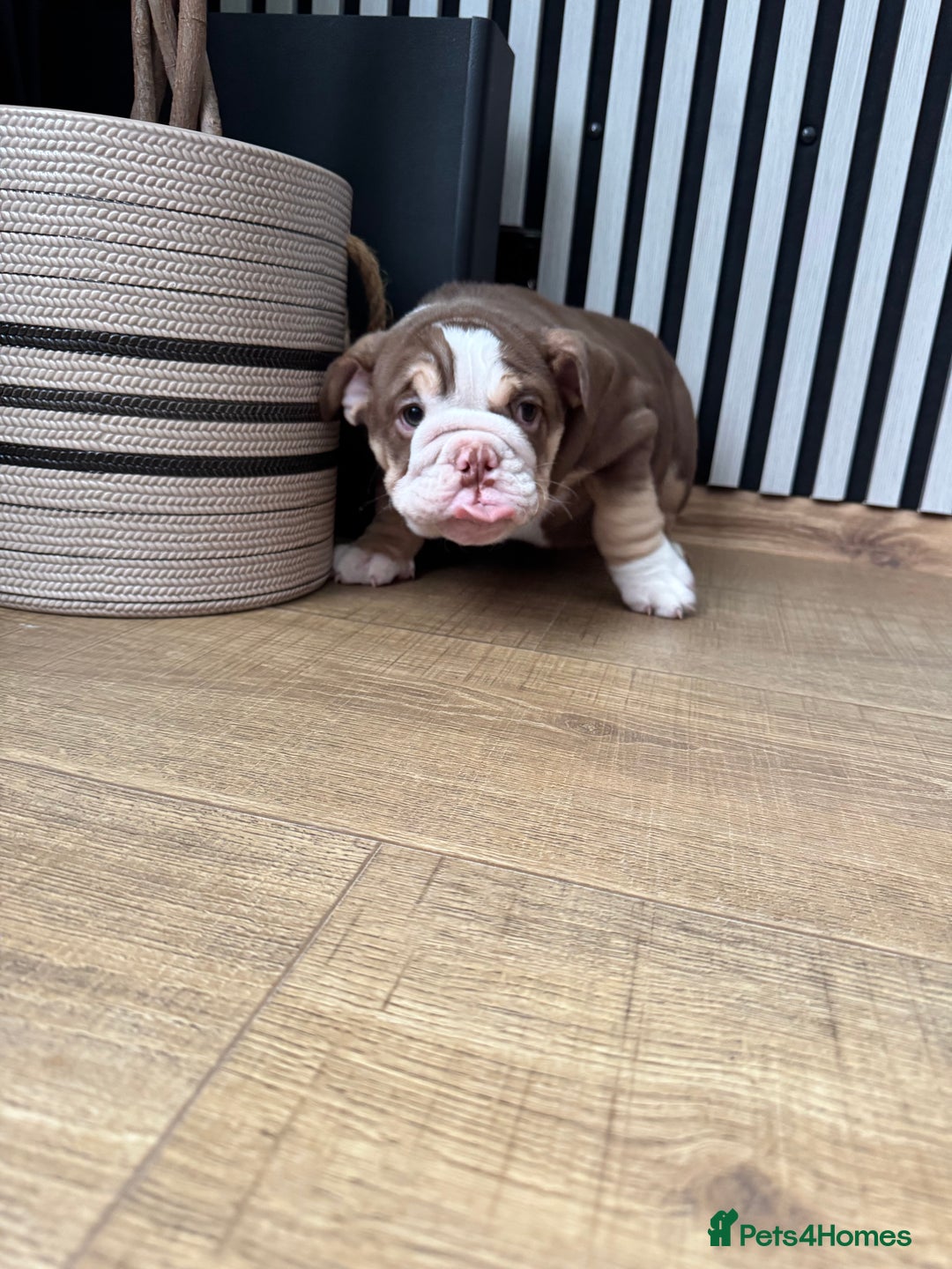 English Bulldog dogs for sale: Our girl looking for a warm sofa and fully love🏠 - Advert 13