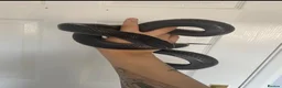 King Snake reptiles for sale: Mexican black king snake CB17 in Swadlincote - Advert 1