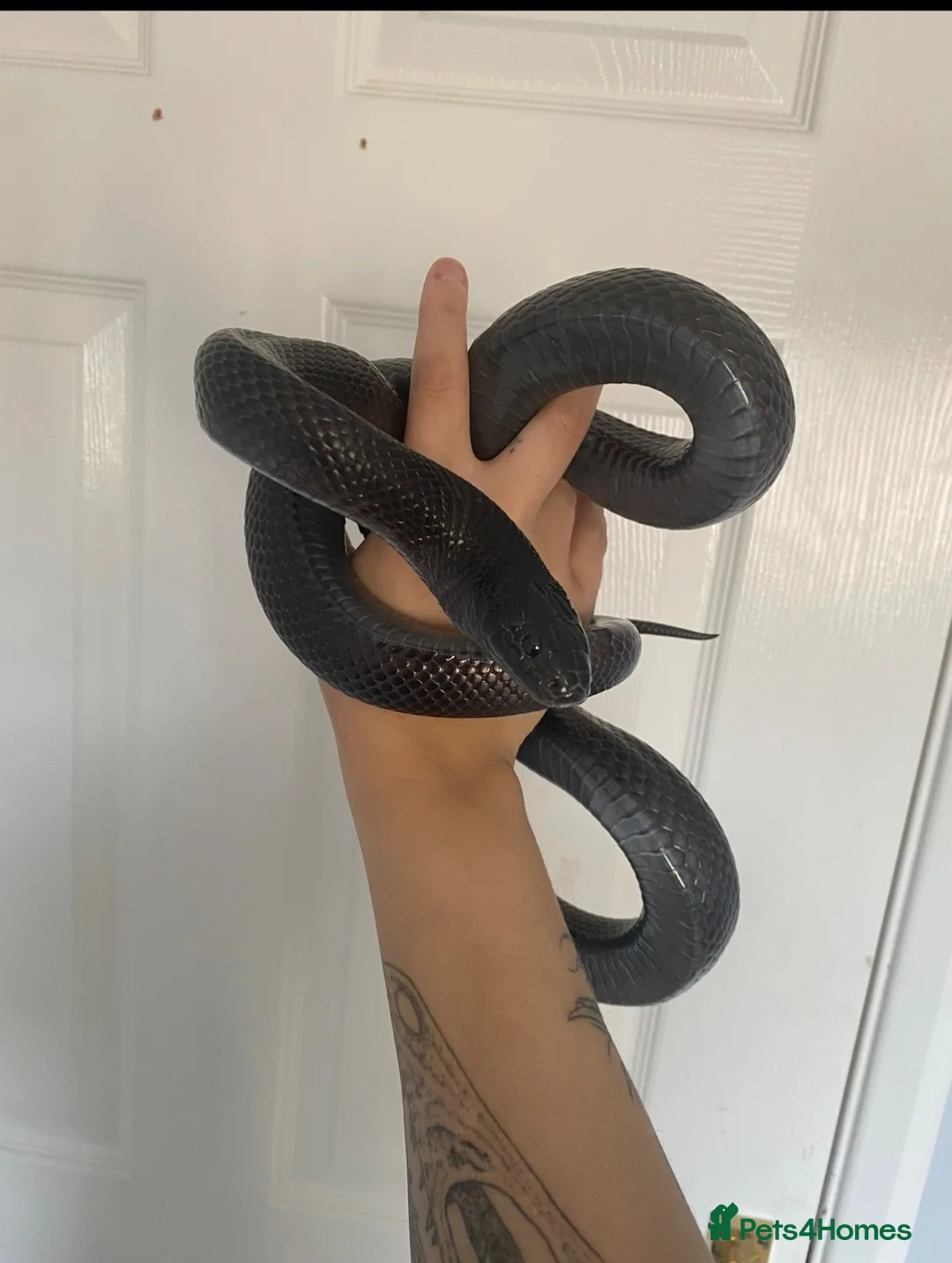 King Snake reptiles for sale: Mexican black king snake CB17 in Swadlincote - Advert 1