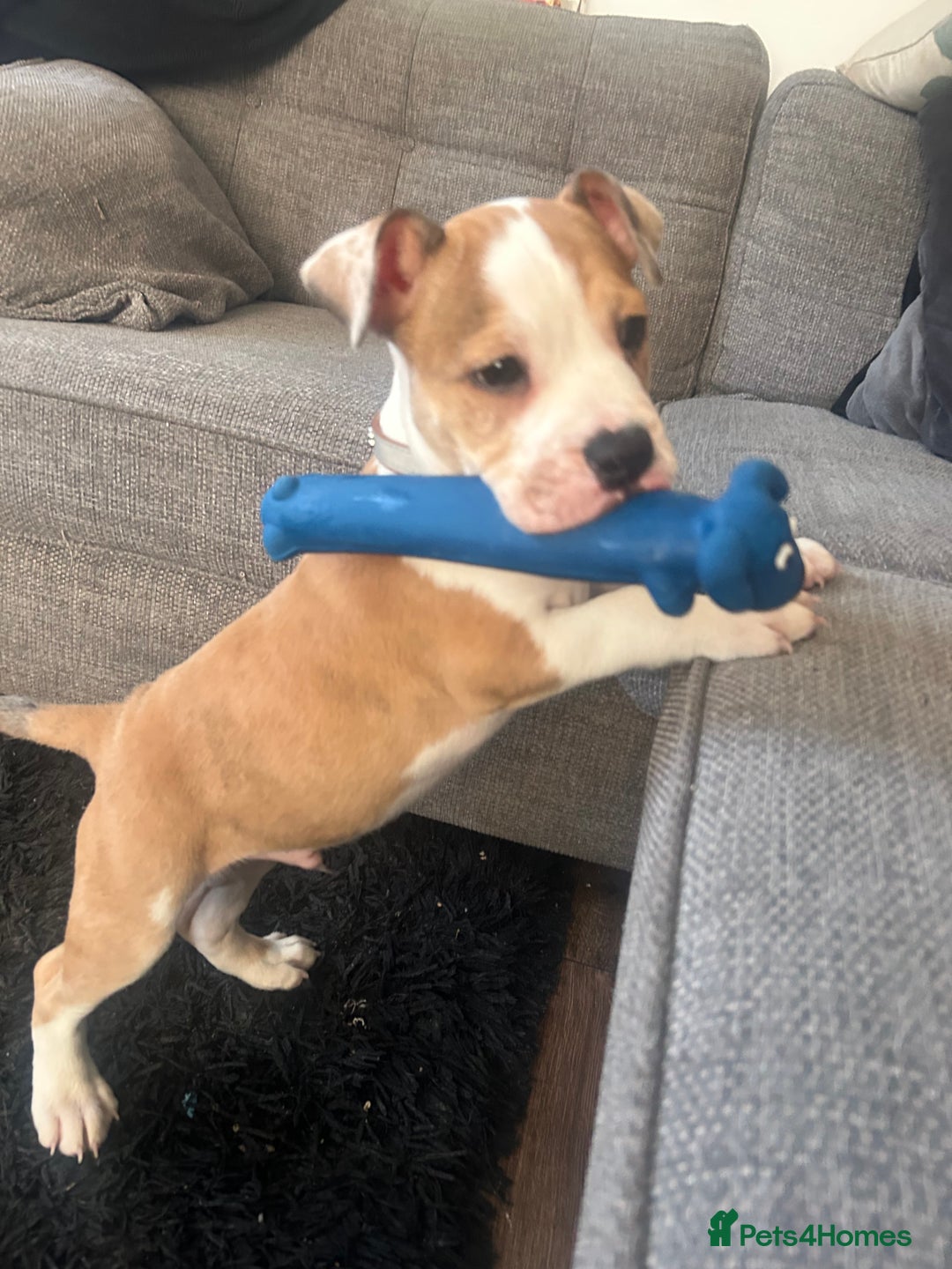 Mixed Breed dogs for sale: Staff x bulldog  - Advert 12