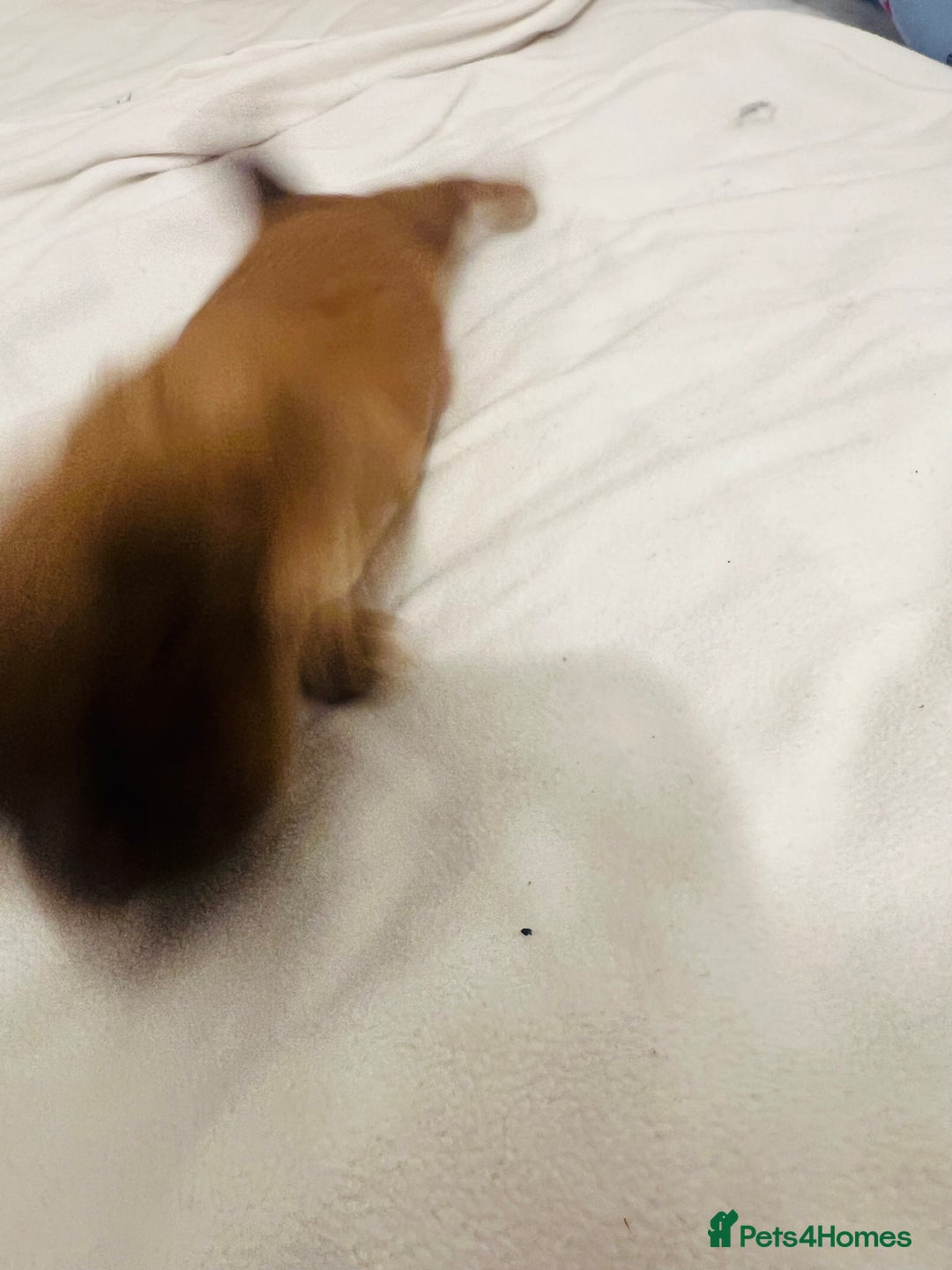 Shih Tzu dogs for sale: KC registered pure breed imperial shihtzu puppies  - Advert 18