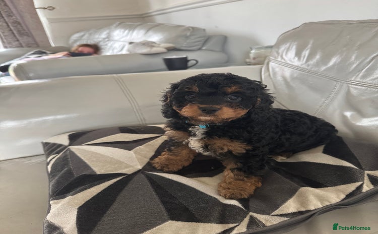 Cavapoo dogs - Advert 2