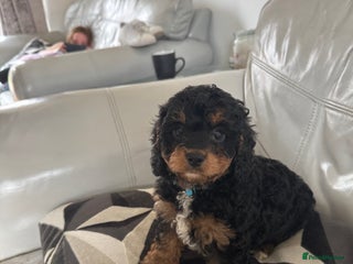 Cavapoo dogs Extensively health tested very rare F1 Cavapoos - Advert 13