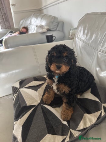 Cavapoo dogs - Advert 2