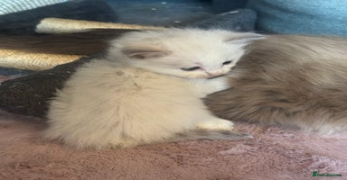 Ragdoll cats - Advert 6
