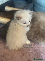 Ragdoll cats - Advert 5