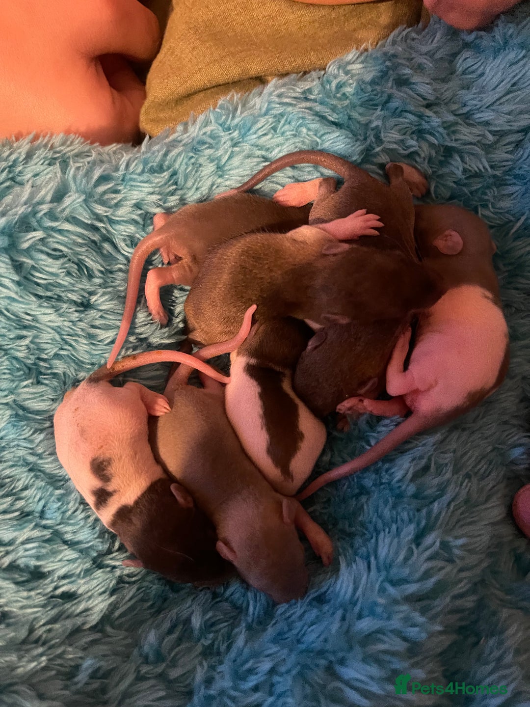 Rat rodents for sale: Baby rats looking for 5*homes only  - Advert 22
