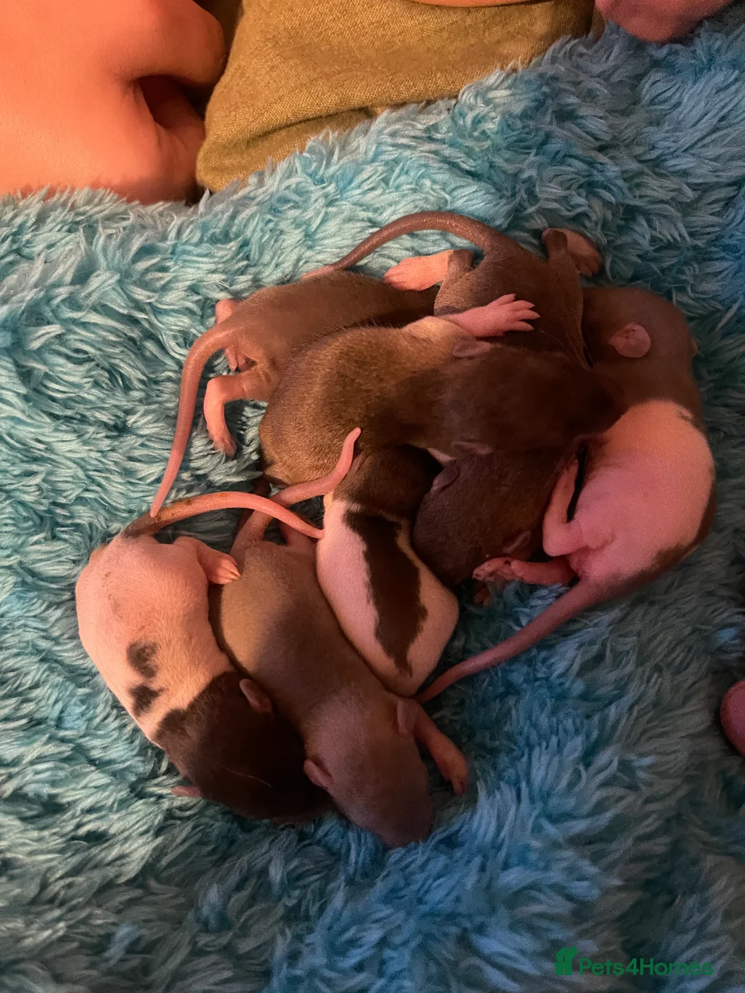 Rat rodents for sale: Baby rats looking for 5*homes only  - Advert 29