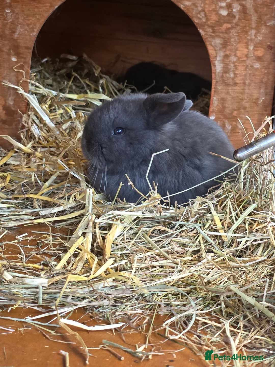 English Lop rabbits for sale: English lops rabbits 2 adults 2 babies - Advert 6