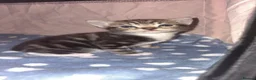 Domestic Shorthair cats for sale: 2 beautiful little tabby girls - Advert 9