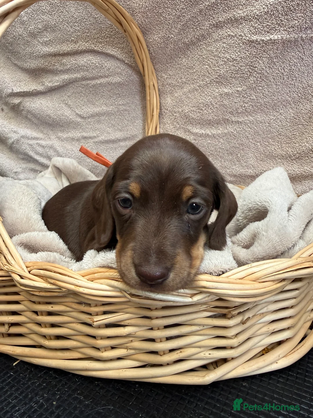 Miniature Dachshund dogs for sale: Long and short haired miniature Dachshunds  - Advert 2