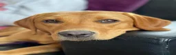 Labrador Retriever dogs for sale: Outstanding Litter of Fox Red Labrador Puppies  in Carmarthen - Advert 13
