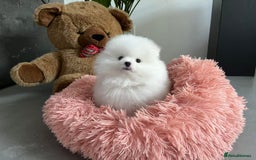 Pomeranian dogs for sale: Beautiful Pomeranian Puppies - Image 6