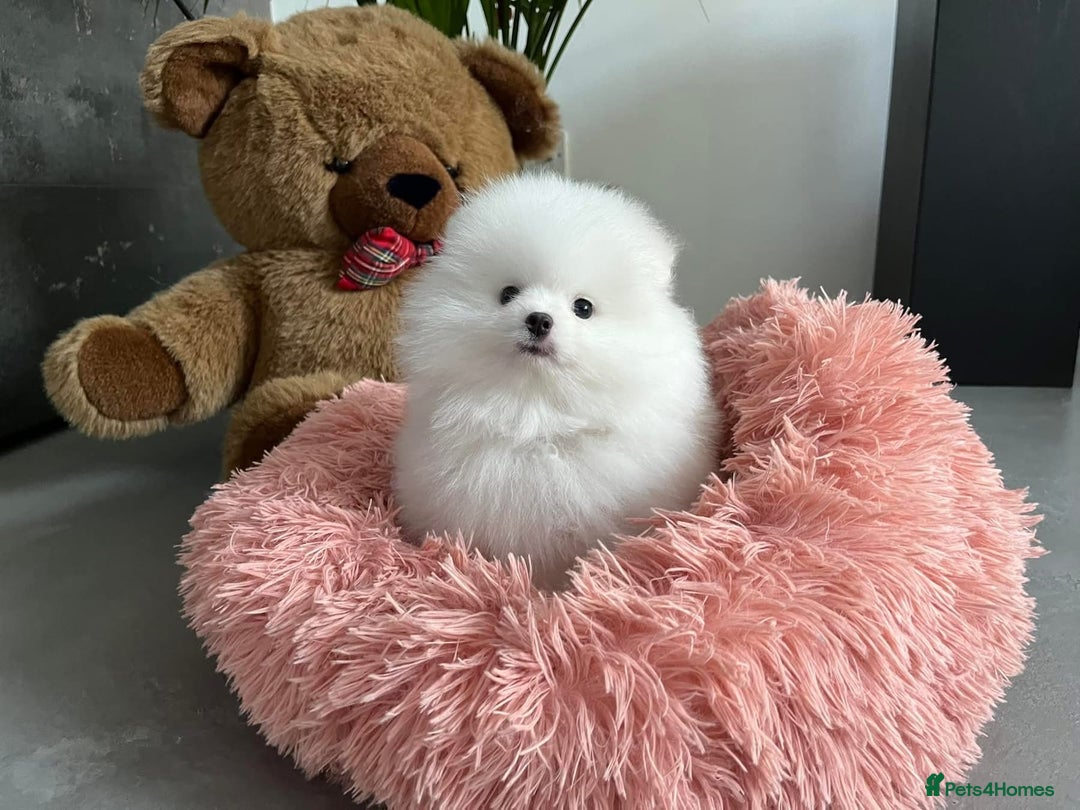 Pomeranian dogs for sale: Beautiful Pomeranian Puppies - Image 6