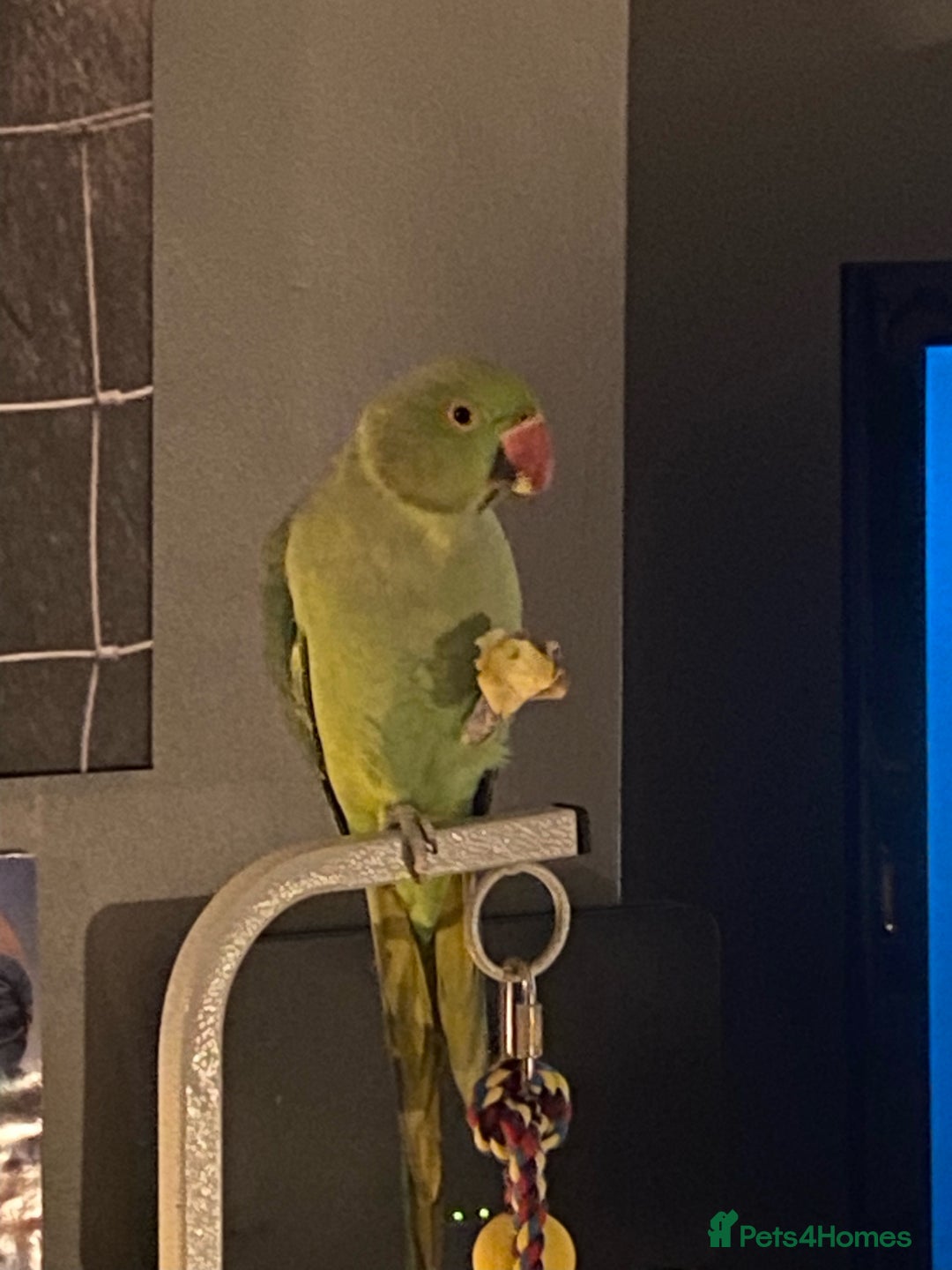 Ringnecks birds for sale: Indian ringneck - Image 2
