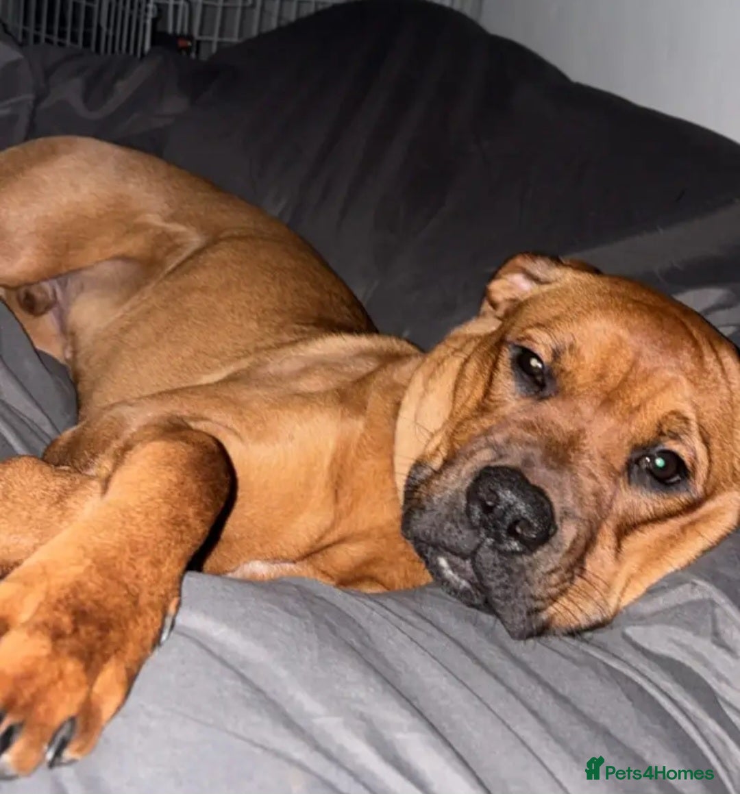 Mixed Breed dogs for sale: Boxodor  - Advert 5