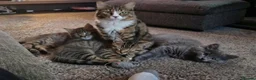 Siberian cats for sale: Beautiful Siberian x Korat kittens  - Advert 1