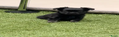 Chihuahua 1
