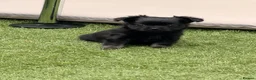 Chihuahua dogs for sale: Tiny long hair chihuahua  - Advert 2