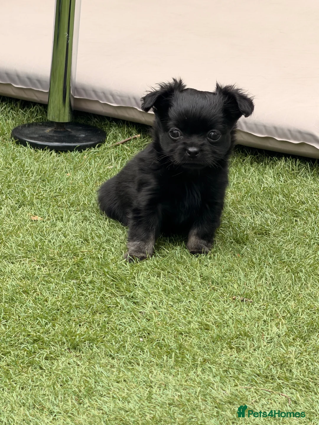 Chihuahua dogs for sale: Tiny long hair chihuahua  - Advert 2