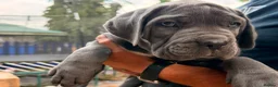 Cane Corso dogs for sale: Cane corso puppies - Advert 8