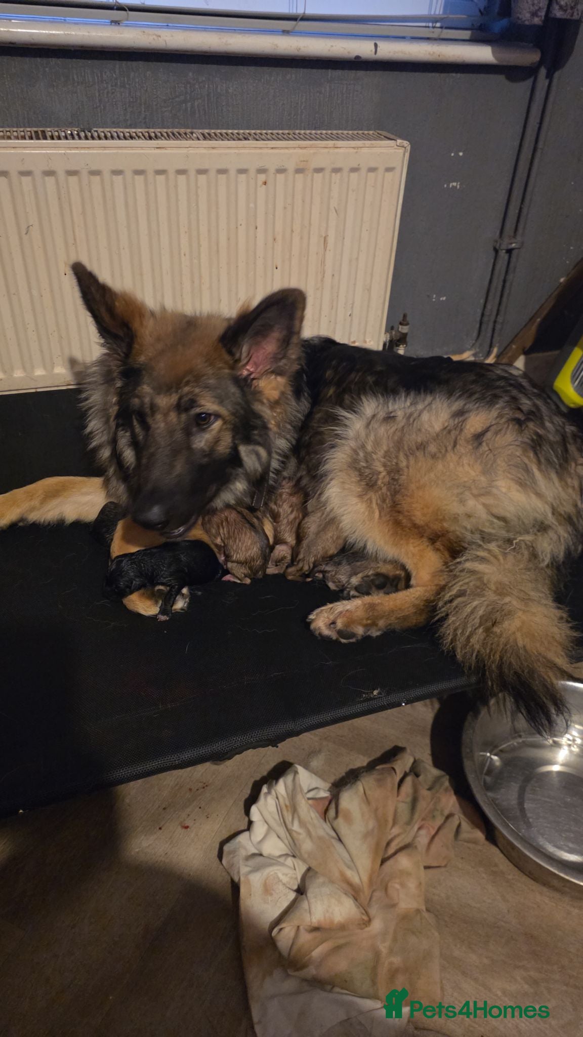 Mixed Breed dogs German Shepard x Dalmation Puppies  - Advert 2