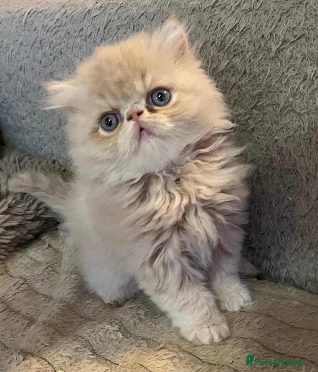 Exotic cats for sale: CHUNKY SHOW QUALITY GCCF REGISTERED MALE - Image 1