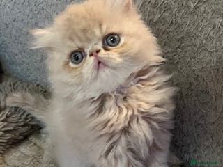 Exotic cats CHUNKY SHOW QUALITY MALE - Advert 14