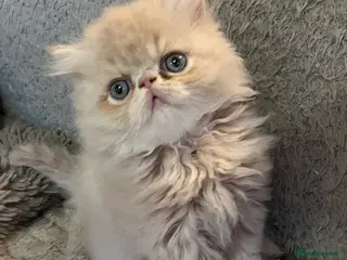 Exotic cats CHUNKY SHOW QUALITY MALE - Advert 1