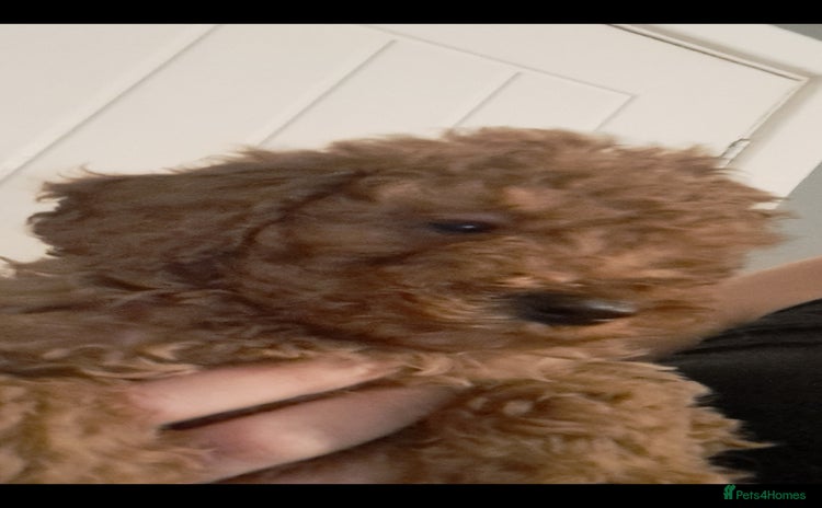 Cockapoo dogs - Advert 1