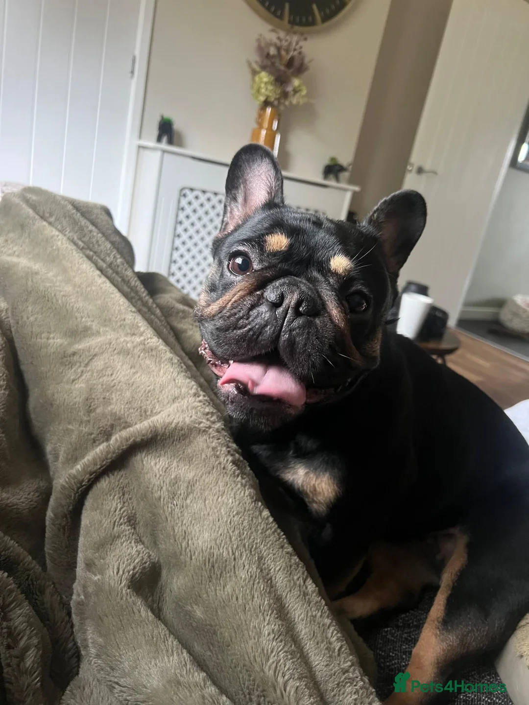 French Bulldog dogs for sale: Audrey - Advert 3