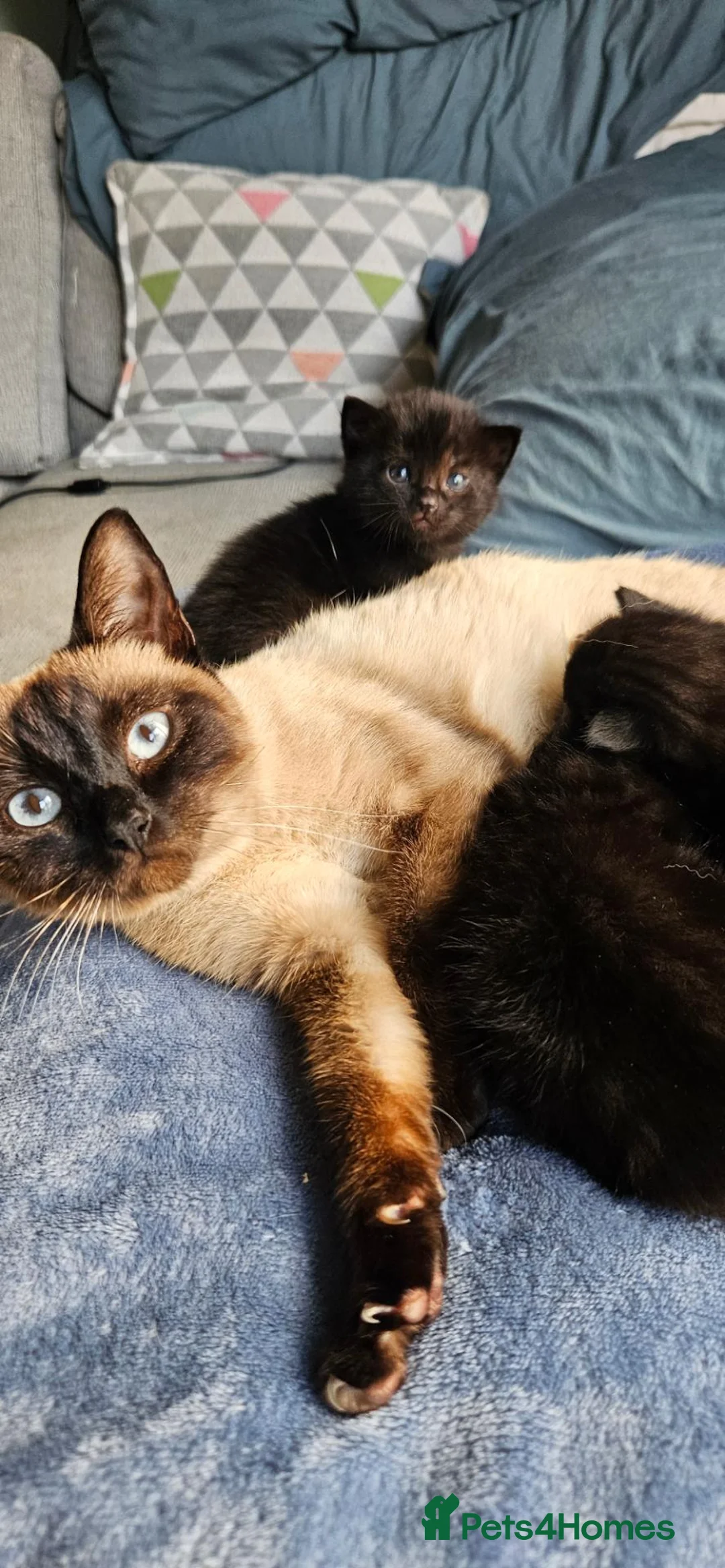 Mixed Breed cats for sale: 3 Adorable adventurers - Advert 1