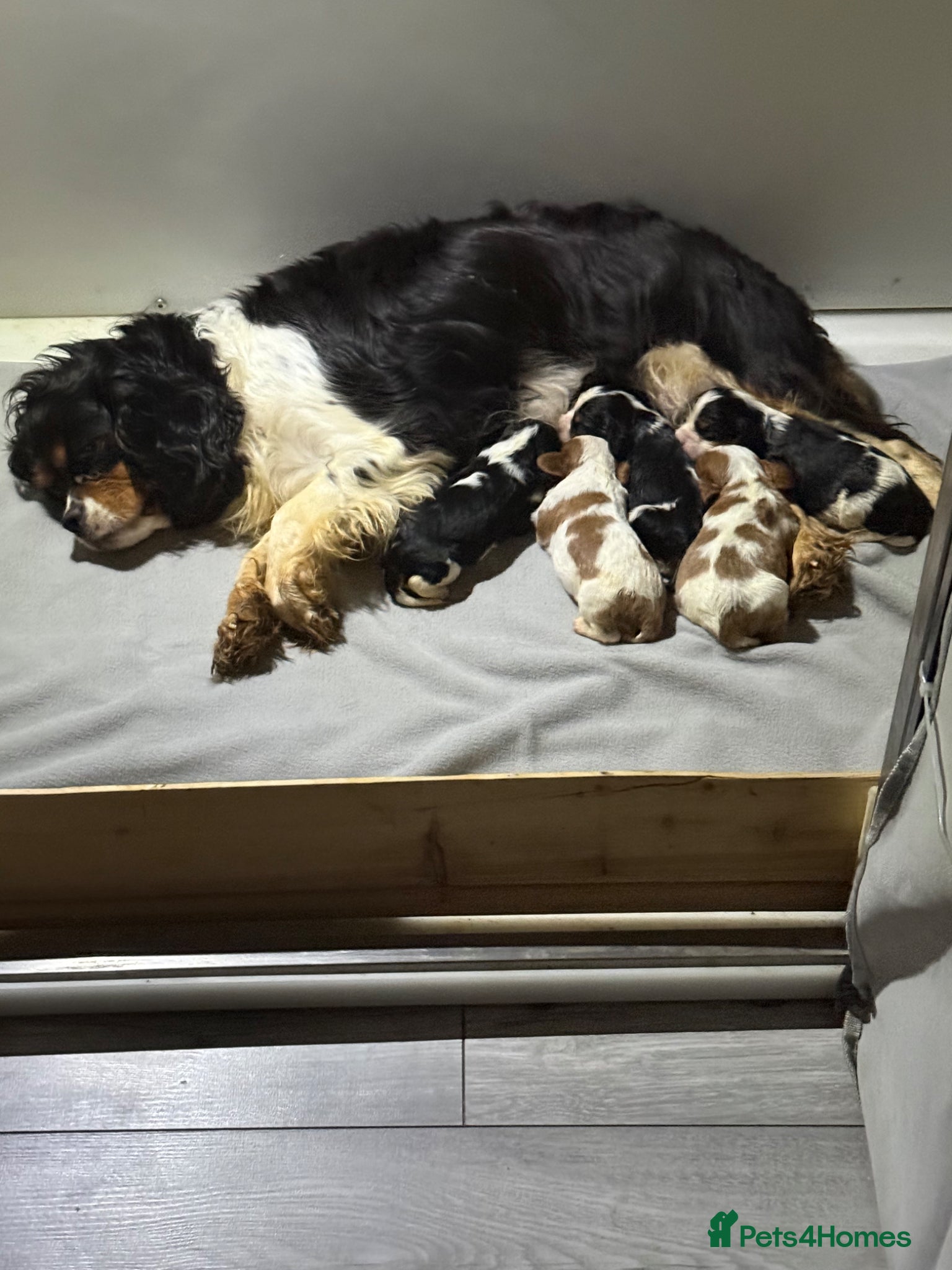 Cavalier King Charles Spaniel dogs Kc cavalier puppies dna clear  - Advert 2