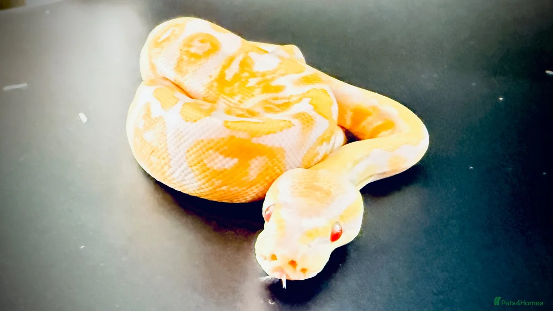 Python Snake reptiles for sale: 0.1 GHI Leo Candy 66% het Pied  - Advert 2