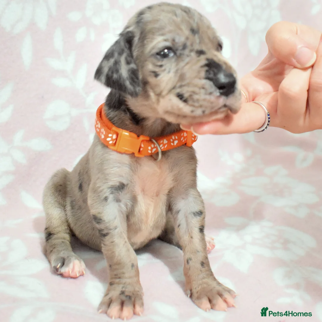 Great Dane dogs for stud: Great Dane for Stud in Bathgate - Advert 20