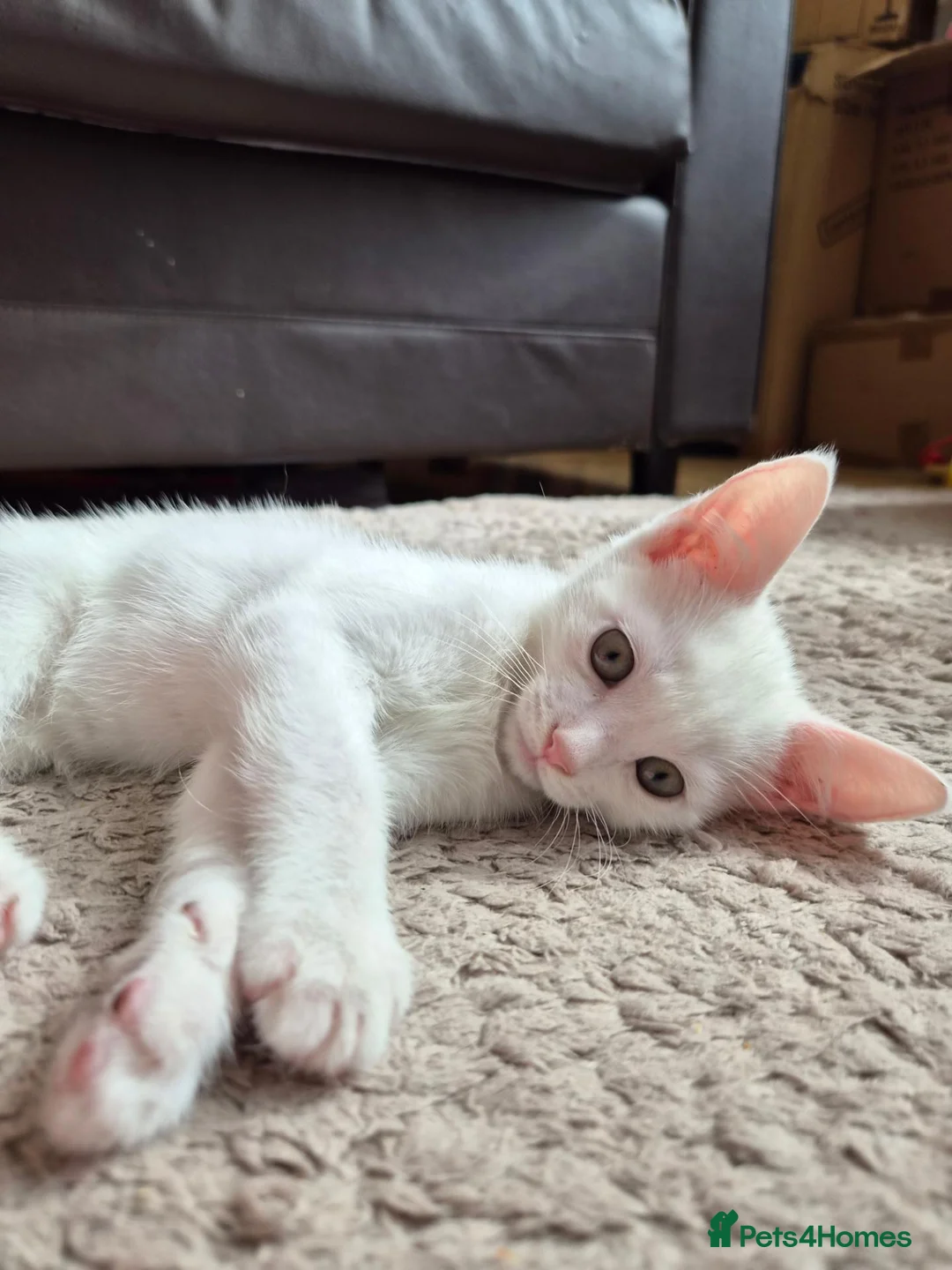 Mixed Breed cats for sale: 2 Beautiful Kittens LEFT!  - Advert 1